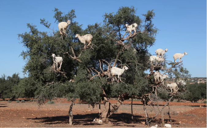 Tree-climbing goats disperse seeds during rumination