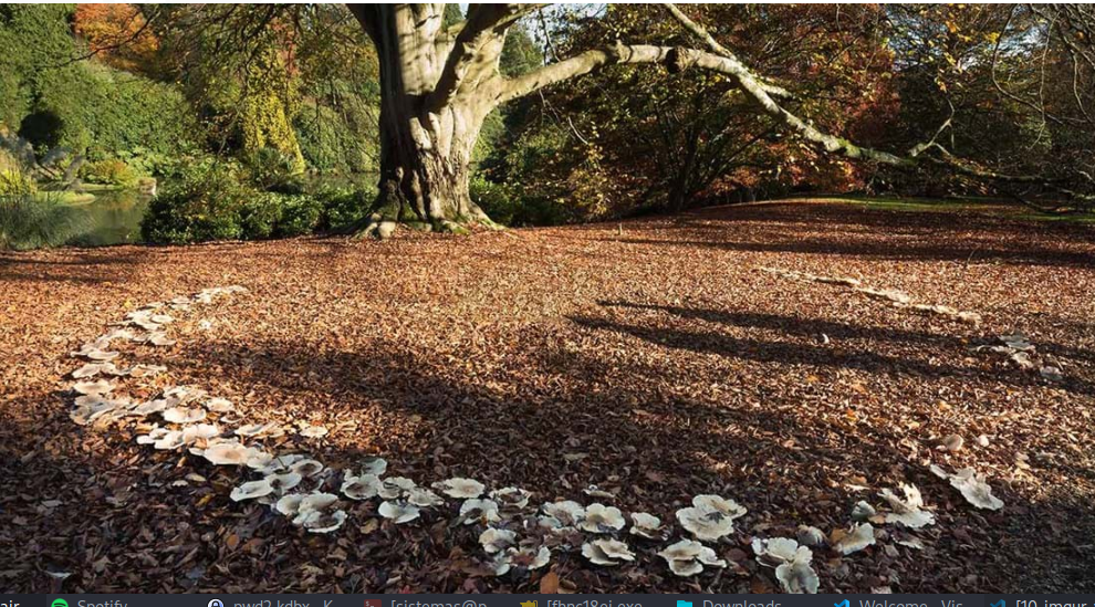 What is a fairy ring and what causes them?